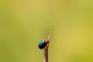 one green beetle sits on a stalk in a meadow photo