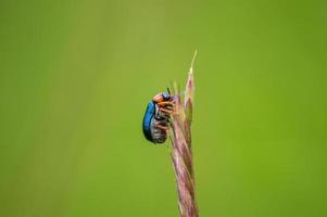 un escarabajo verde se sienta en un tallo en un prado foto