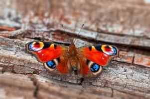 una mariposa de pavo real se sienta en un tallo en un prado foto