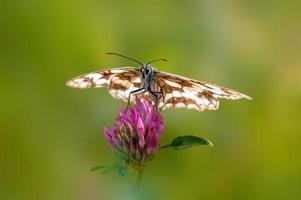 uno de mármol blanco está sentado sobre una flor en un prado foto