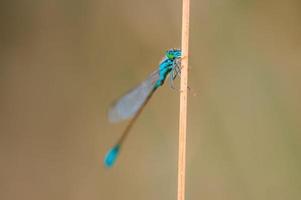 una libélula azul se sienta en un tallo en un prado foto