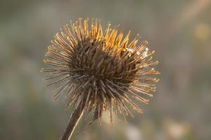 an blossom of a burdock in autumn photo