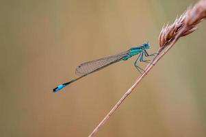 one blue damselfly dragonfly sits on a stalk in a meadow photo