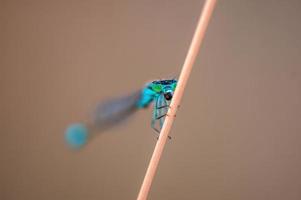 one blue damselfly dragonfly sits on a stalk in a meadow photo