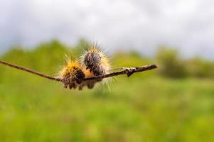 one caterpillar sits on a stalk in a meadow photo