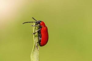 un escarabajo de lirio rojo se sienta en una hoja foto