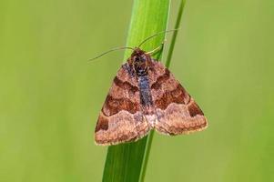 one Moth sits on a stalk in a meadow photo