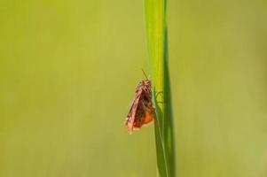 one Moth sits on a stalk in a meadow photo