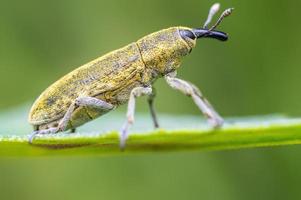 un gorgojo amarillo se sienta en una hoja en un prado foto