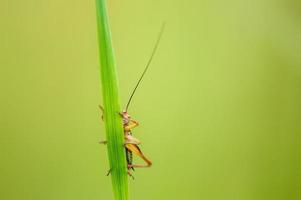 one green grasshopper sits on a stalk in a meadow photo