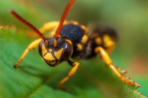 one wasp sits on a leaf in a meadow photo