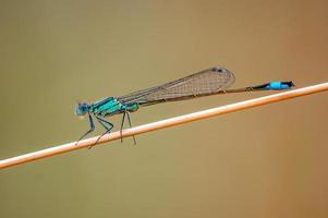 one blue damselfly dragonfly sits on a stalk in a meadow photo