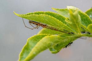 una araña estirada está esperando a su presa en una hoja foto