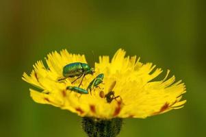 varios escarabajos verdes se sientan en una flor amarilla foto