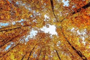 Low angle view of oak tree branches with orange colored leaves during autumn in Provence south of France photo