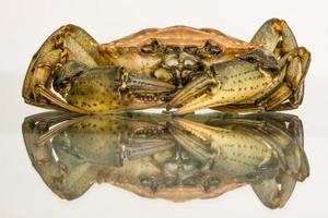 Close-up view of dead crab with mirror reflection on white background photo