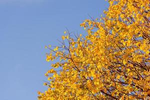 Scenic view of yellow autumn leaves against blue sky photo