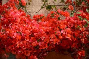 primer plano de flores de buganvillas que florecen en verano en el sur de francia foto