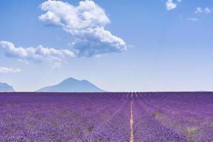 vista panorámica del campo de lavanda en provence durante el día de verano foto