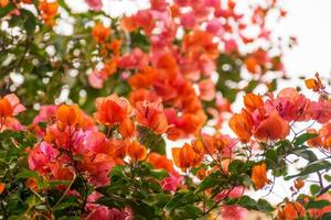 primer plano de flores de buganvillas naranjas que florecen en verano en el sur de francia foto