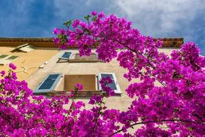 primer plano de flores de buganvillas que florecen en verano en el sur de francia foto