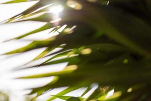 Close-up view of palm tree leaves with sun beam passing through photo