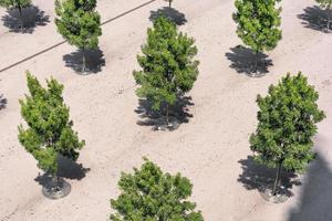 Aerial view of trees and concrete sidewalk on hot summer day at noon photo