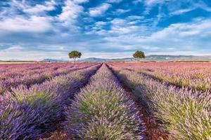 vista panorámica del campo de lavanda con dos almendros durante el cálido atardecer de verano foto