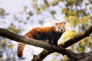 retrato de un panda rojo sentado en una rama en el bosque mirando a la cámara foto