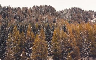 Scenic view of trees covered in snow at the mountains in Austria photo