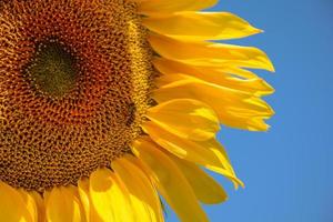 vista cercana de girasol en verano contra el cielo azul en provence al sur de francia foto