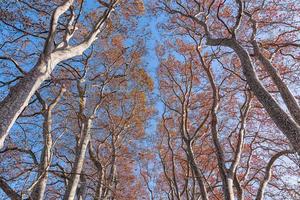 Low angle view of autumn colorful tree leaves in centered composition photo