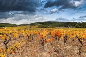 vista escénica del viñedo en provenza en colores amarillos otoñales contra nubes de tormenta otoñales dramáticas foto