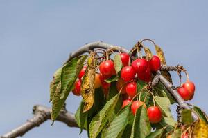 Close-up view of cherries on branch during summer season in Provence south of France photo