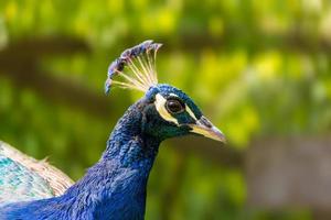 primer plano de la cabeza de un pavo real azul en francia