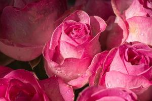 Close-up view of pink roses photo