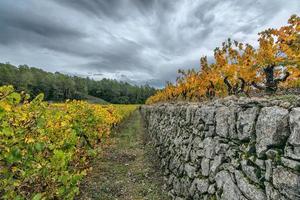 vista escénica del viñedo en provenza al sur de francia contra las nubes de tormenta de otoño foto