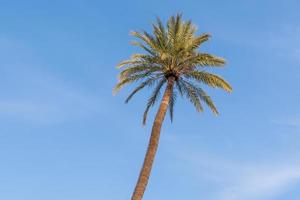 Scenic view of palm tree in sunshine against blue sky photo