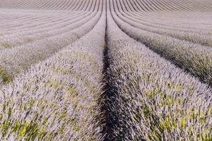 Scenic view of lavender field in Provence, south of France photo