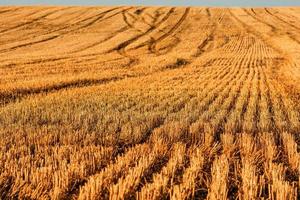 vista panorámica del campo de trigo cosechado en provenza a la luz del atardecer de verano foto