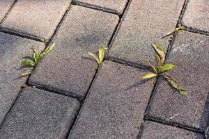 High angle view of pavement of footpath with small weeds growing from photo