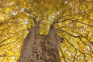 Low angle view of autumn colorful maple tree yellow leaves photo