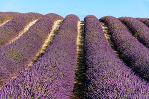 vista escénica del campo de lavanda en provenza a la luz del día de verano foto