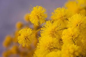 vista cercana de la mimosa amarilla que florece en invierno en el sur de francia foto