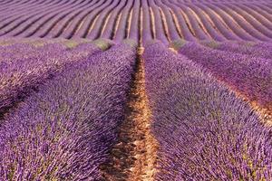 vista panorámica del campo de lavanda en provence a la luz del día foto