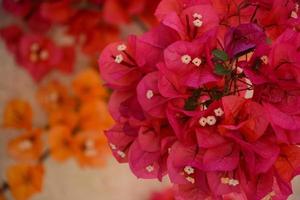 primer plano de flores de buganvillas que florecen en verano en el sur de francia foto