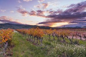 Scenic view of vineyard in Provence south of France against dramatic autumn sunset photo