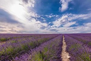 Scenic view of a spectacular lavender field in Provence against summer dramatic sky photo