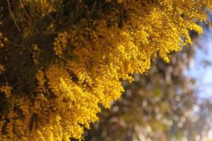 vista panorámica de la mimosa amarilla que florece en invierno en el sur de francia foto