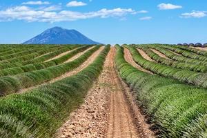 vista panorámica del campo de lavanda cosechado en provence al sur de francia contra los alpes franceses y el cielo azul foto